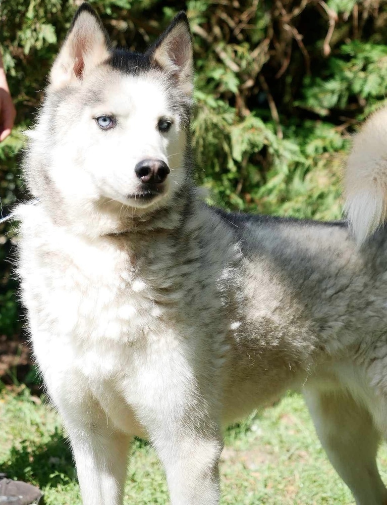 Mio, an adoptable Husky in Troy, AL, 36081 | Photo Image 1