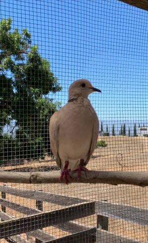Pretty Lady Marmalade came to Palomacy all the way from Oregon with a small flock of ringneck doves 
