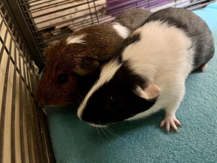 Ranger / Wilderness, an adoptable Guinea Pig in Indianapolis, IN_image-1