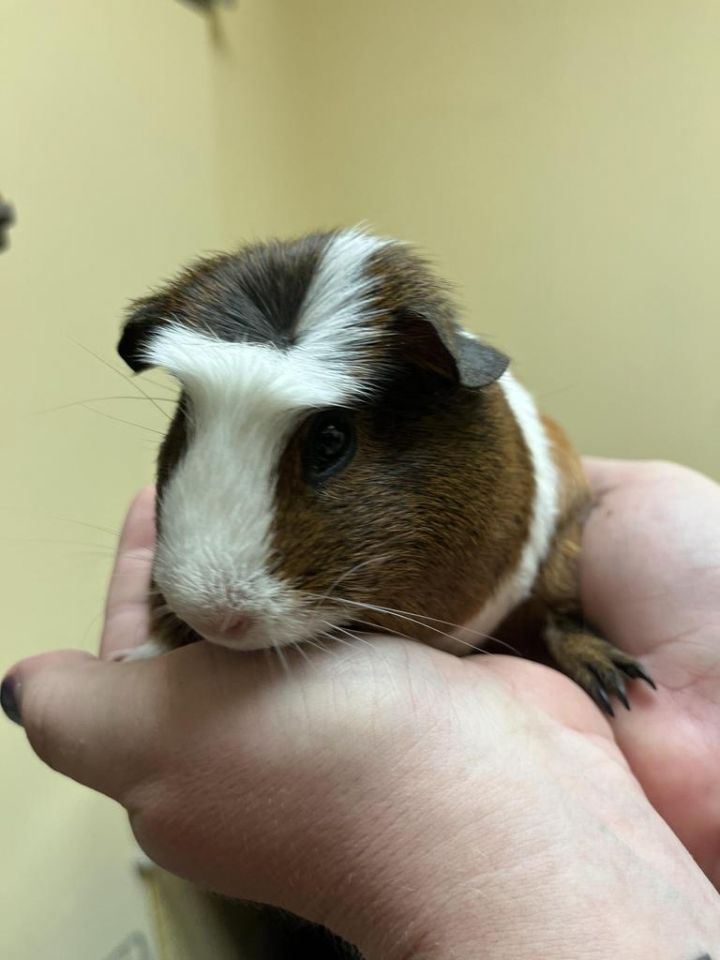 Canoe, an adoptable Guinea Pig in Indianapolis, IN_image-1