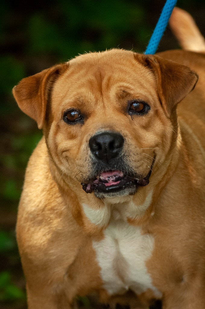 Sugar, an adoptable Pit Bull Terrier in Johnson City, TN, 37604 | Photo Image 1