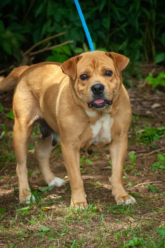 Sugar, an adoptable Pit Bull Terrier in Johnson City, TN, 37604 | Photo Image 2
