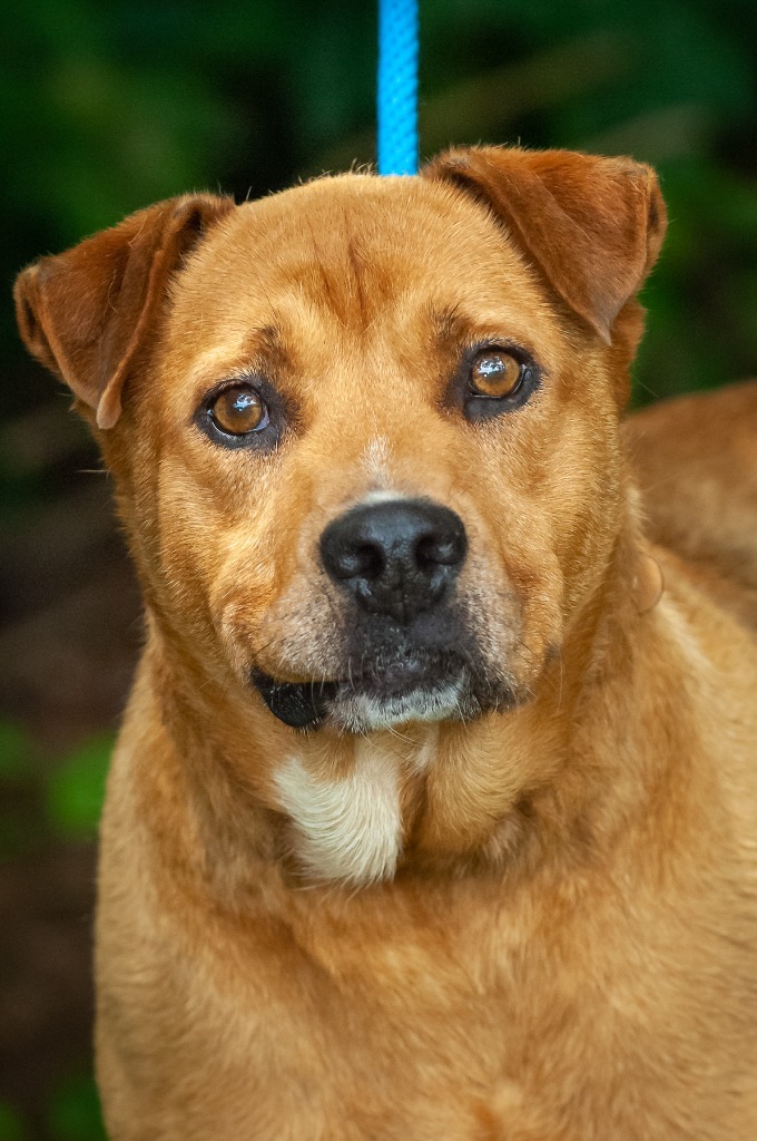 Tito, an adoptable Pit Bull Terrier in Johnson City, TN, 37604 | Photo Image 1