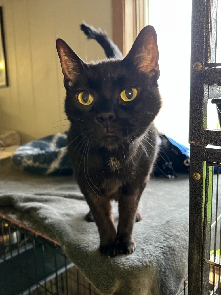 Shadow, an adoptable Domestic Short Hair in Algona, IA, 50511 | Photo Image 1