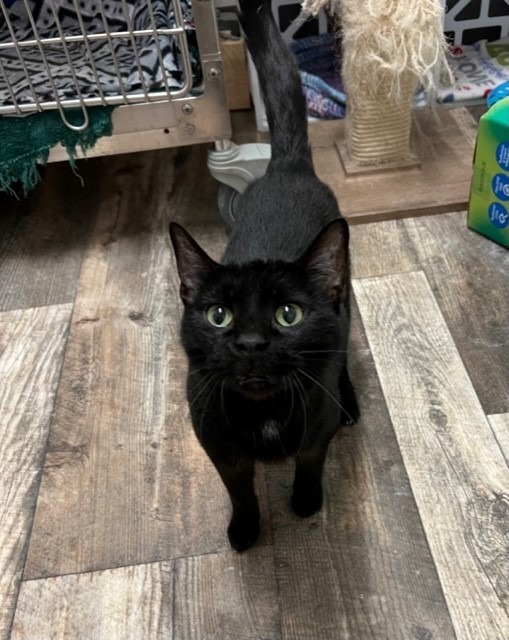 Shadow, an adoptable Domestic Short Hair in Algona, IA, 50511 | Photo Image 2