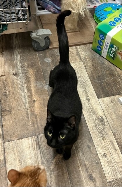 Shadow, an adoptable Domestic Short Hair in Algona, IA, 50511 | Photo Image 3