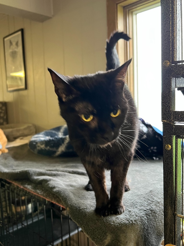 Shadow, an adoptable Domestic Short Hair in Algona, IA, 50511 | Photo Image 4