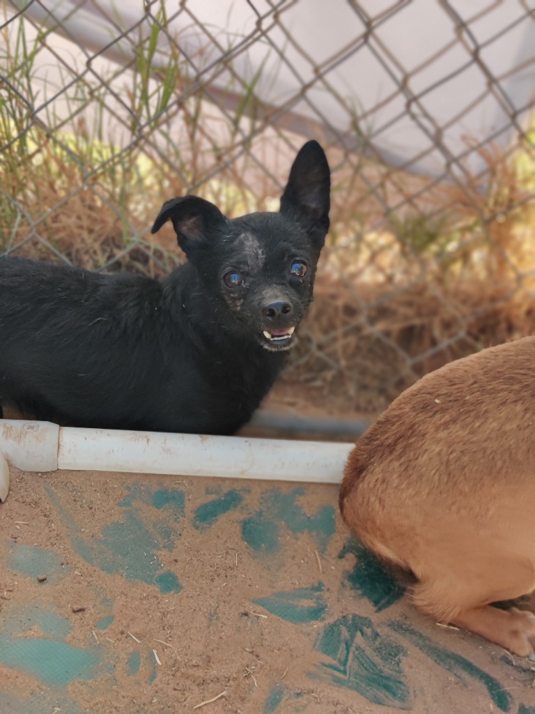 Chasez, an adoptable Chihuahua in Midland, TX, 79705 | Photo Image 1