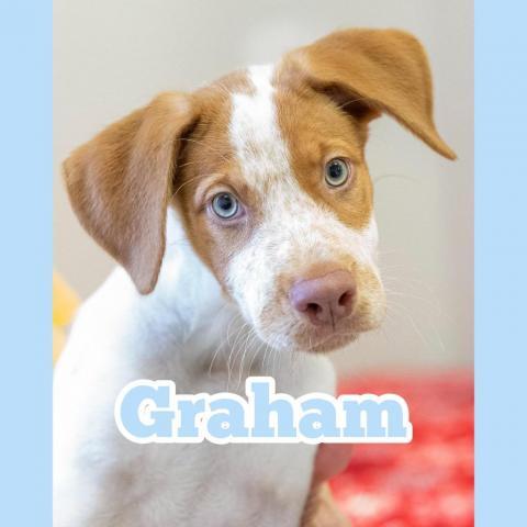 Graham