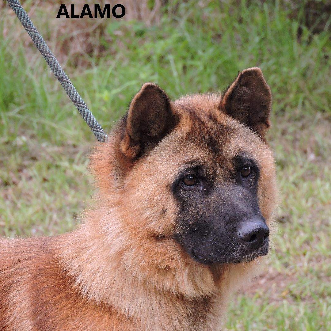 Alamo