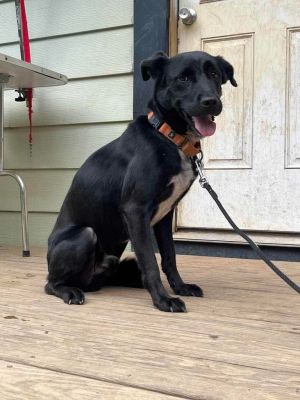 Charlie, Adult Male Labrador Retriever