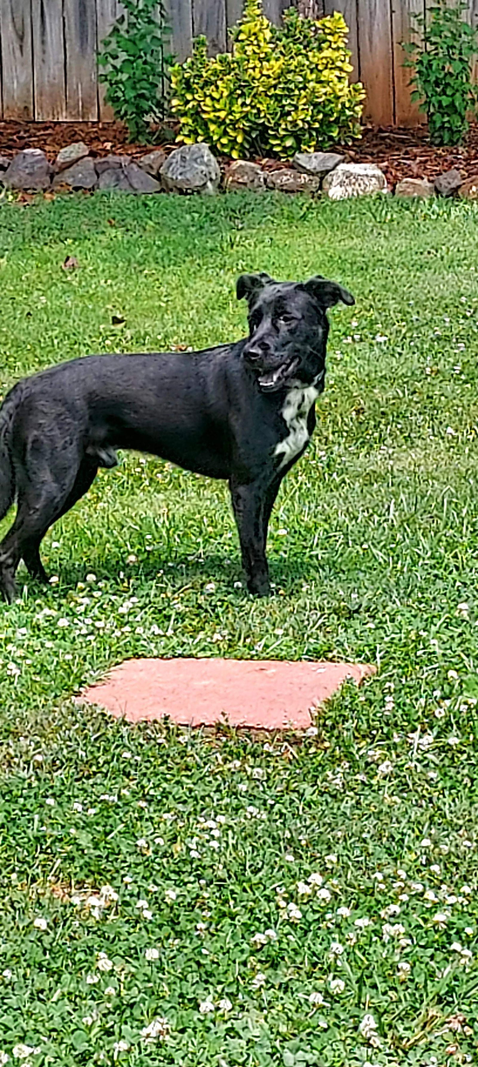 Charlie, an adoptable Labrador Retriever in Mint Hill, NC, 28227 | Photo Image 2