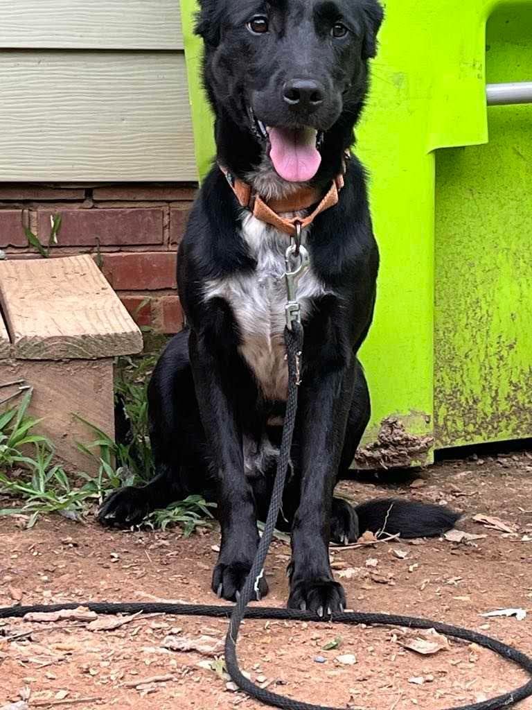 Charlie, an adoptable Labrador Retriever in Mint Hill, NC, 28227 | Photo Image 2