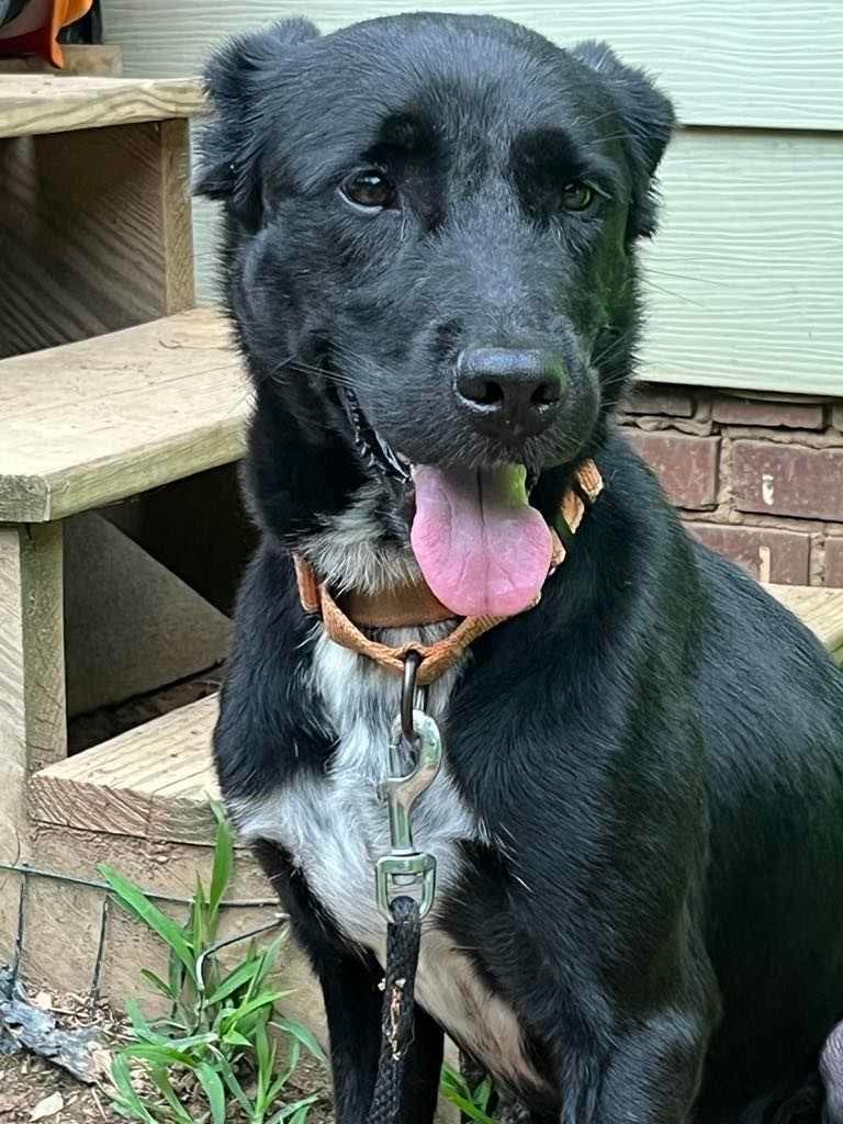 Charlie, an adoptable Labrador Retriever in Mint Hill, NC, 28227 | Photo Image 3