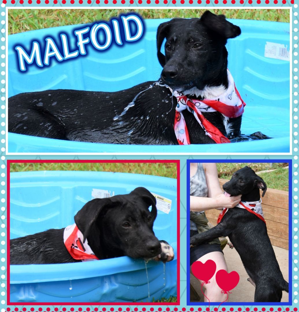 Malfoid