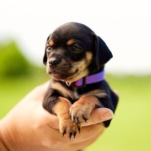Purple Patriot Girl Puppy