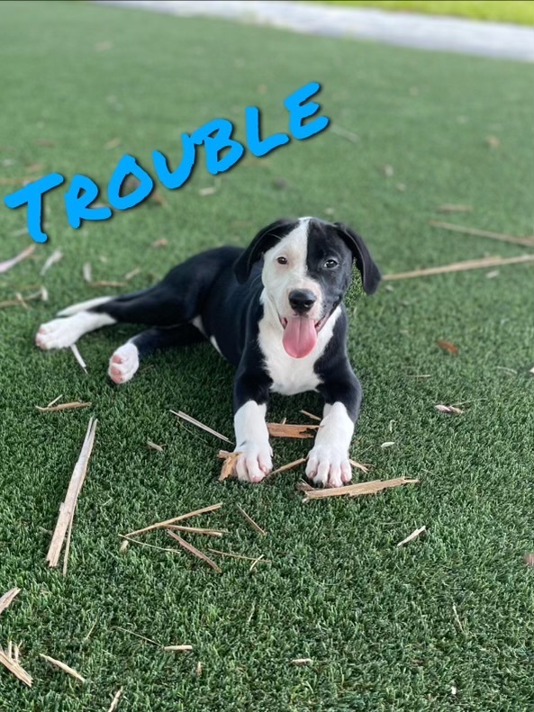 TROUBLE