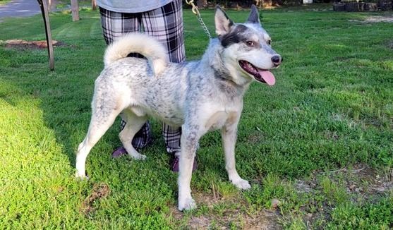 are blue heeler and husky mix good breed