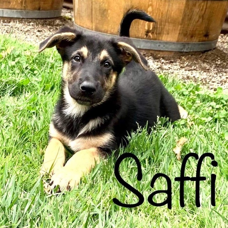 Saffi