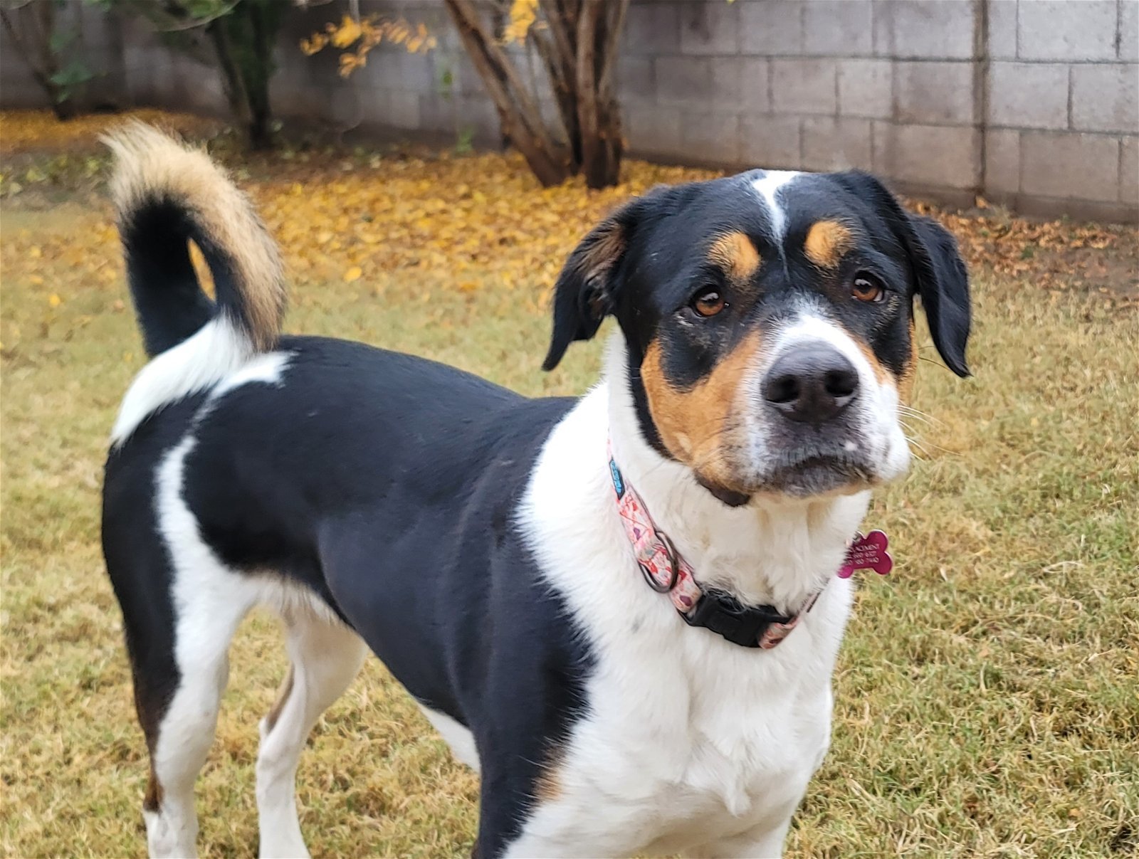 grit tiltrækkende tildeling Dog for adoption - Panda, a Rottweiler & Border Collie Mix in Scottsdale,  AZ | Petfinder