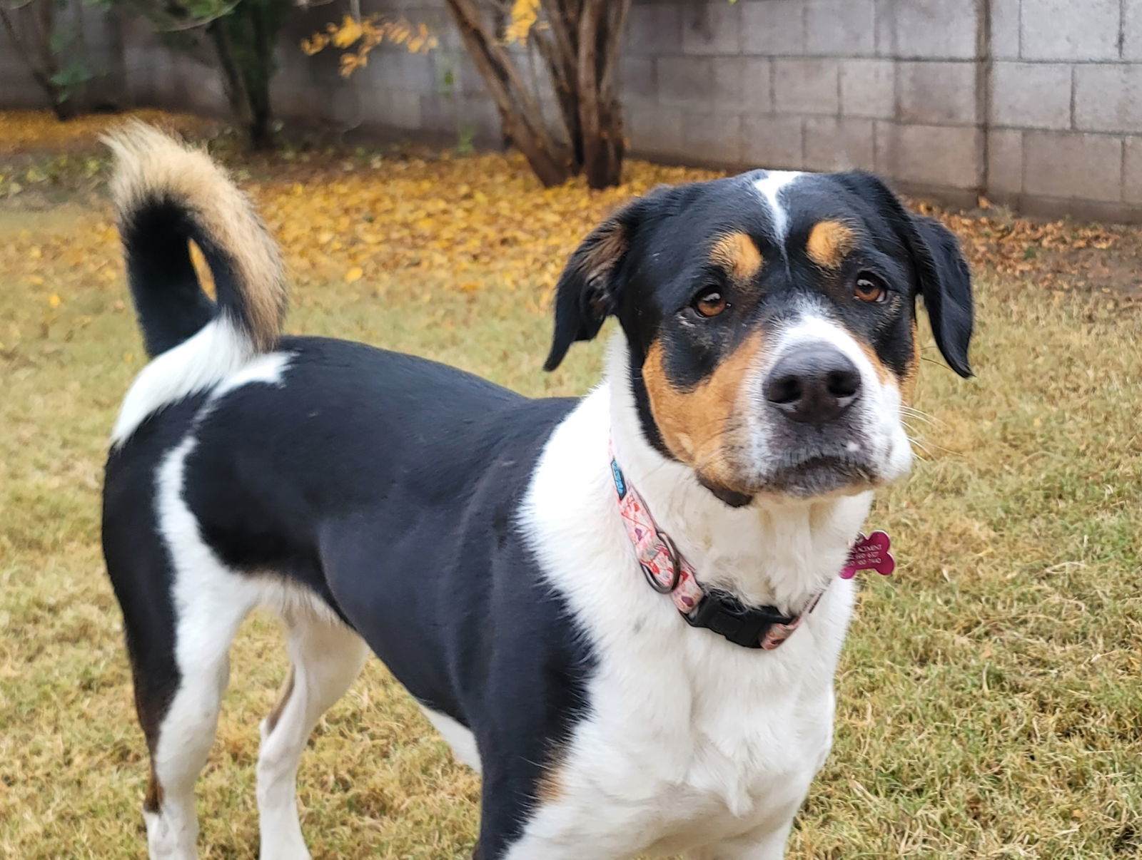 Panda, an adoptable Rottweiler, Border Collie in Scottsdale, AZ, 85251 | Photo Image 1