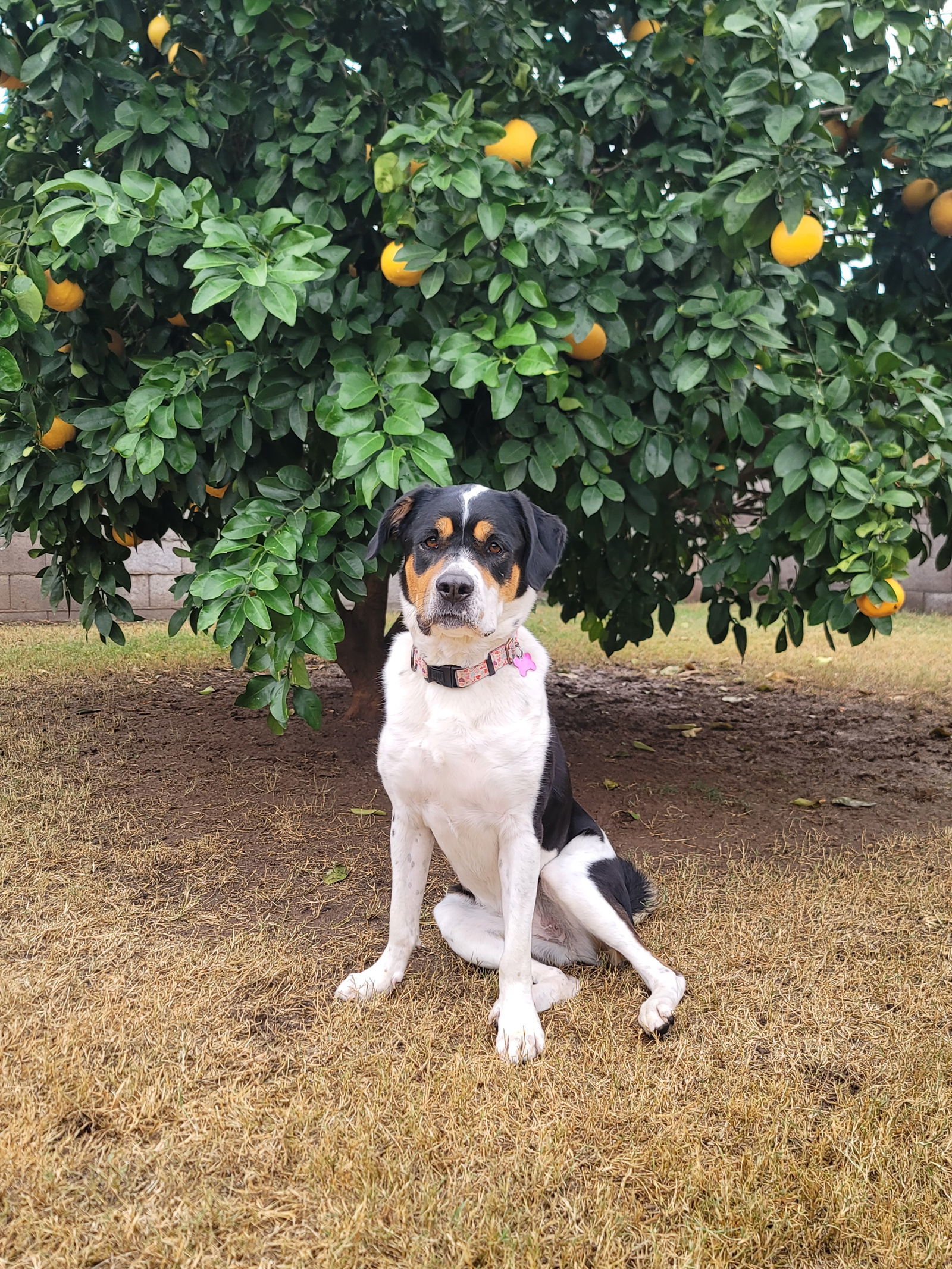 Panda, an adoptable Rottweiler, Border Collie in Scottsdale, AZ, 85251 | Photo Image 2