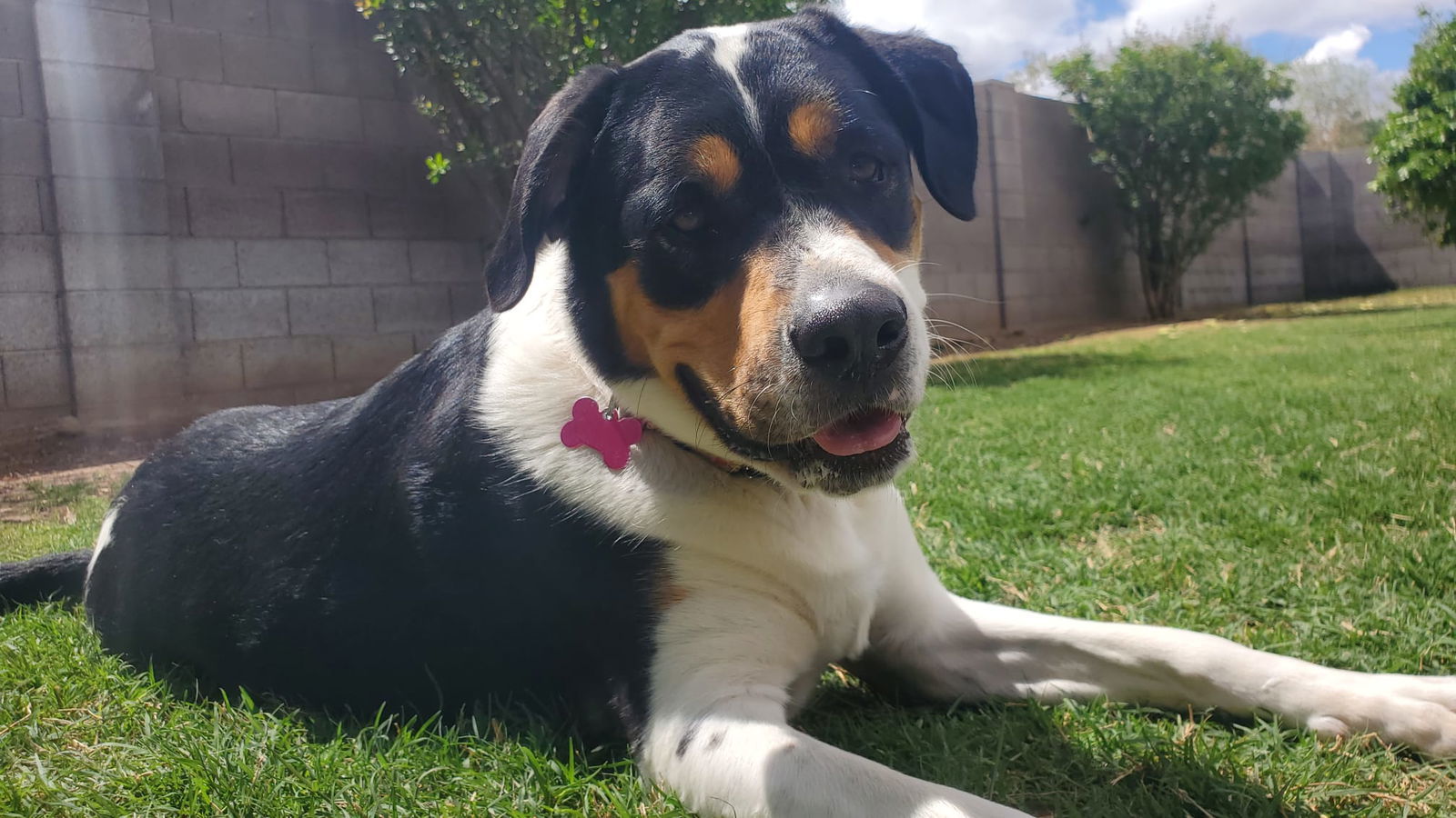 Panda, an adoptable Rottweiler, Border Collie in Scottsdale, AZ, 85251 | Photo Image 3