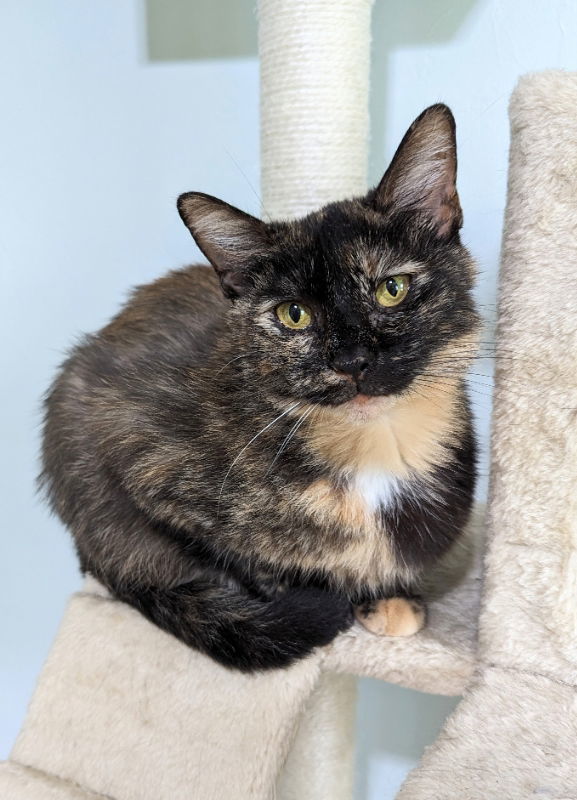 Snow White, an adoptable Tortoiseshell in Ocala, FL, 34482 | Photo Image 1