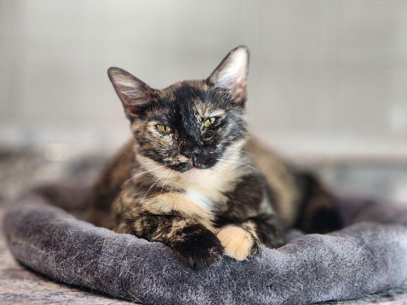 Snow White, an adoptable Tortoiseshell in Ocala, FL, 34482 | Photo Image 2