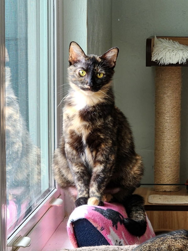 Snow White, an adoptable Tortoiseshell in Ocala, FL, 34482 | Photo Image 3