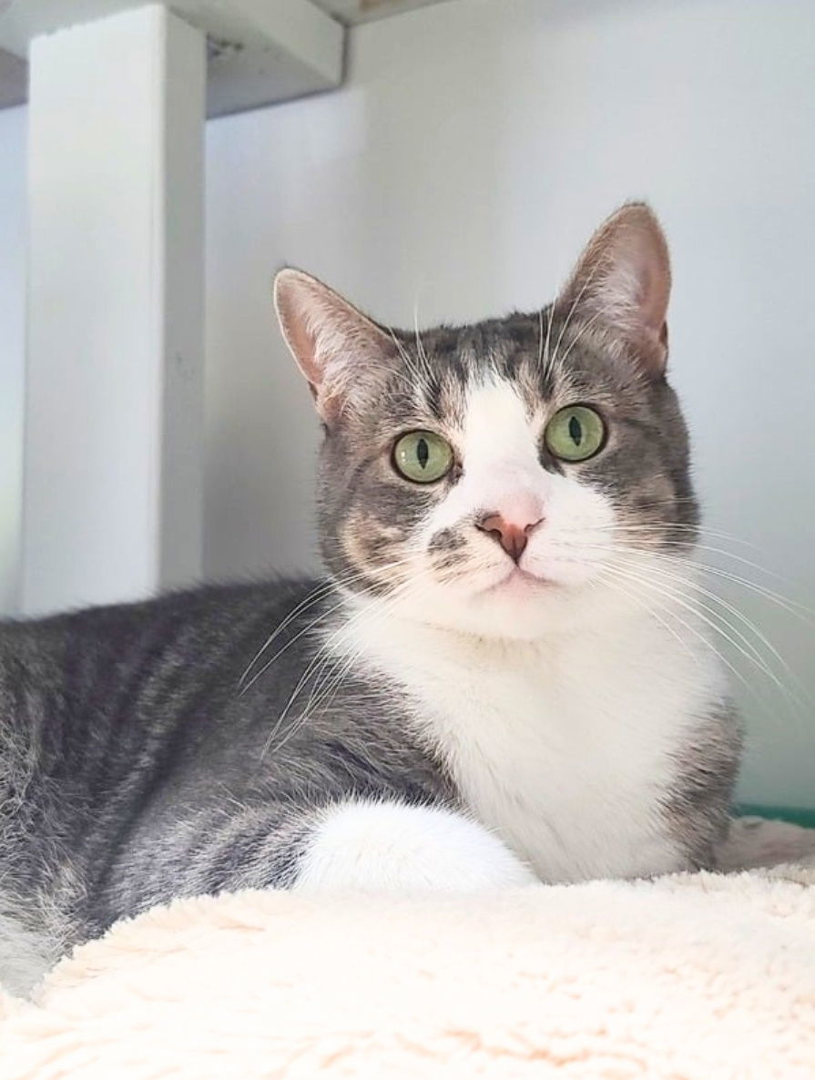 Emma, an adoptable Tabby, Domestic Short Hair in Locust Grove, GA, 30248 | Photo Image 1