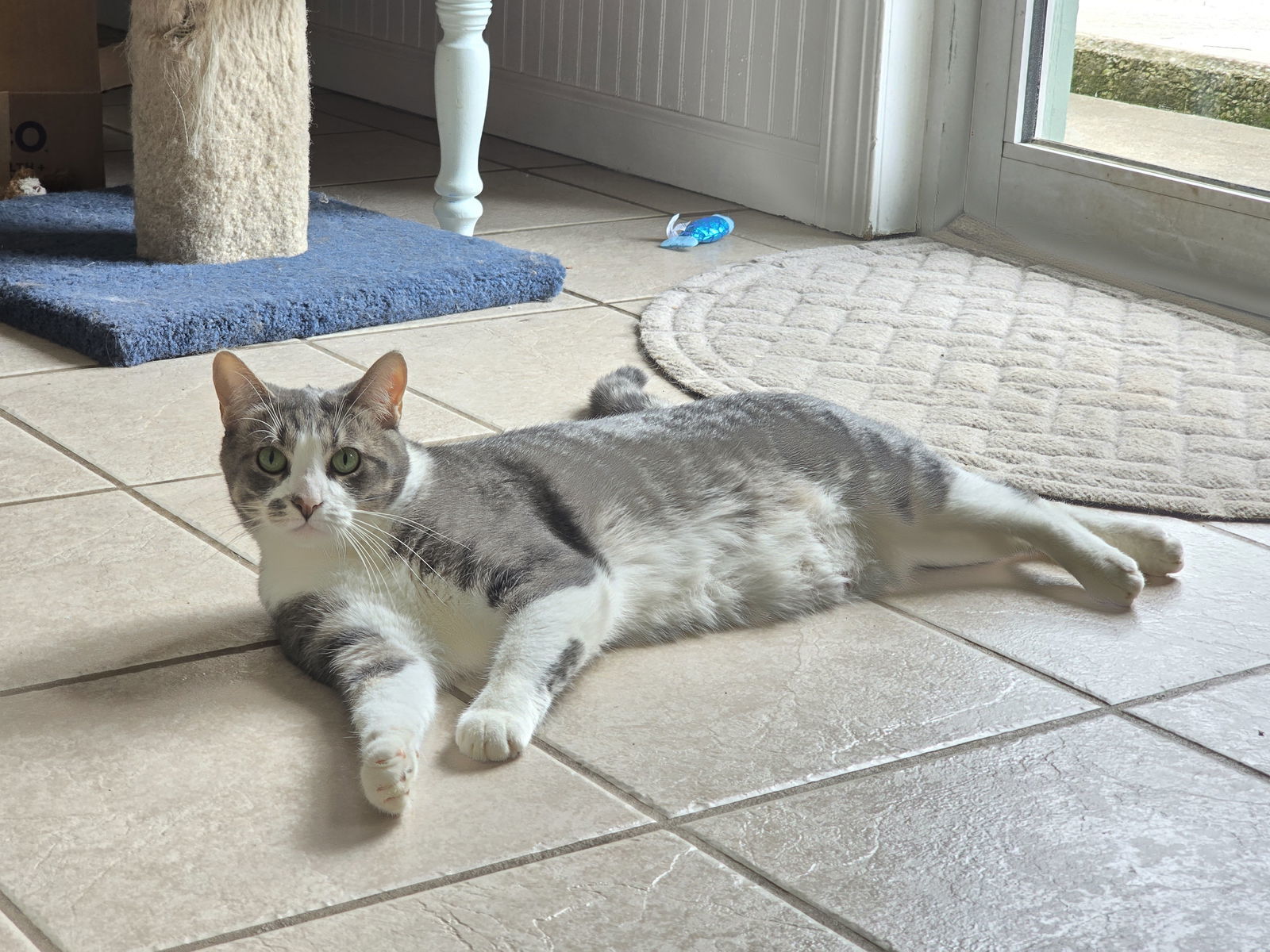 Emma, an adoptable Tabby, Domestic Short Hair in Locust Grove, GA, 30248 | Photo Image 3