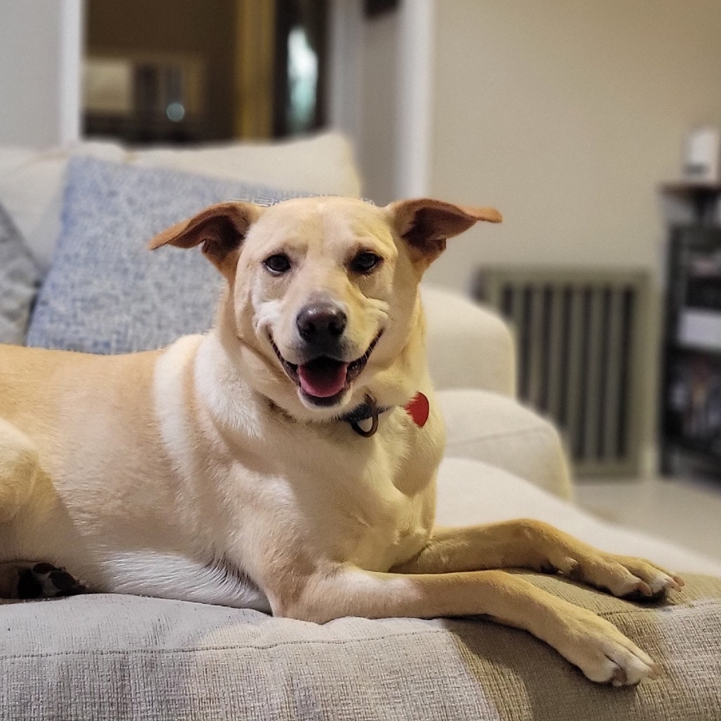 Dwight, an adoptable Labrador Retriever, Miniature Pinscher in Houston, TX, 77070 | Photo Image 1