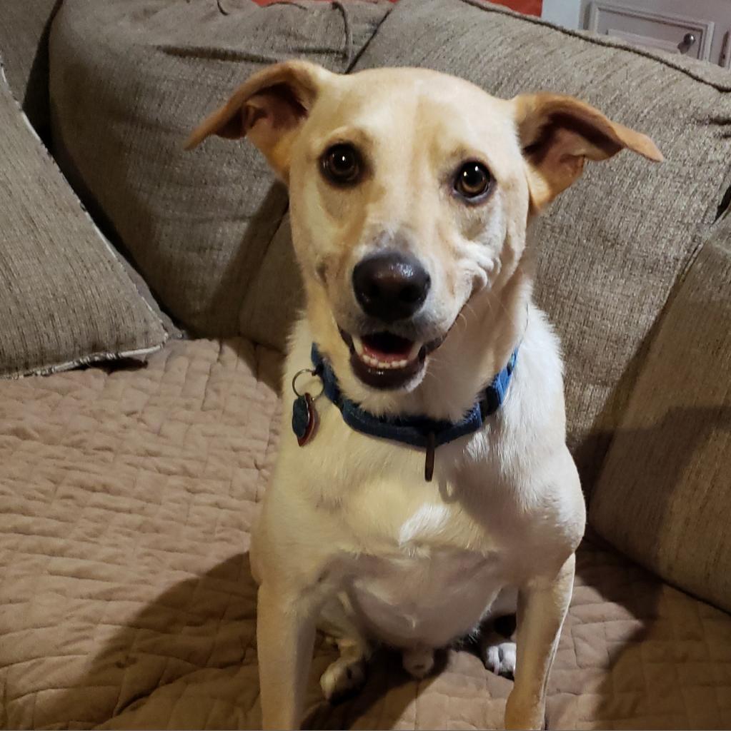 Dwight, an adoptable Labrador Retriever, Miniature Pinscher in Houston, TX, 77070 | Photo Image 2