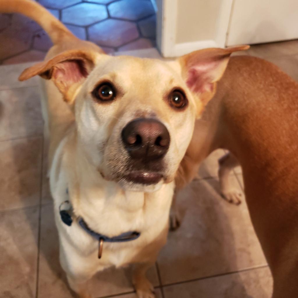 Dwight, an adoptable Labrador Retriever, Miniature Pinscher in Houston, TX, 77070 | Photo Image 3