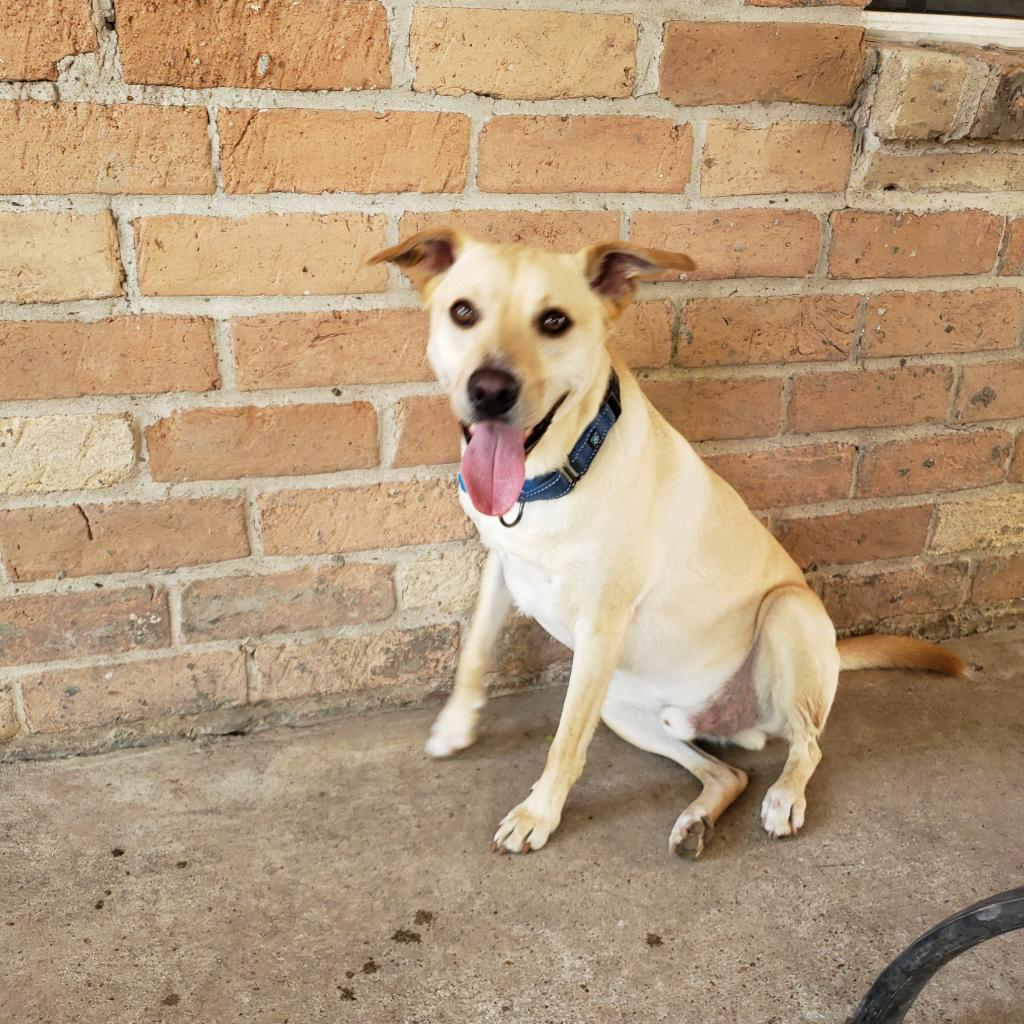 Dwight, an adoptable Labrador Retriever, Miniature Pinscher in Houston, TX, 77070 | Photo Image 4