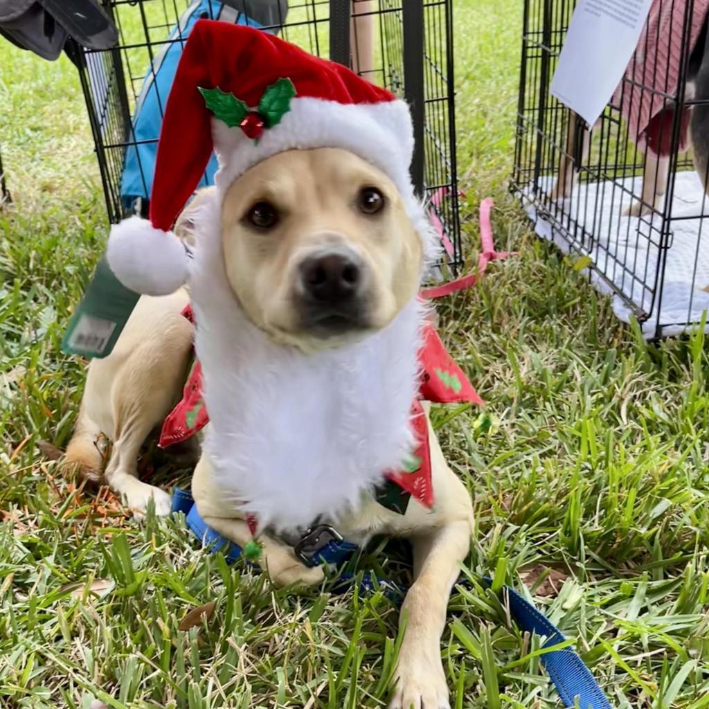 Dwight, an adoptable Labrador Retriever, Miniature Pinscher in Houston, TX, 77070 | Photo Image 5