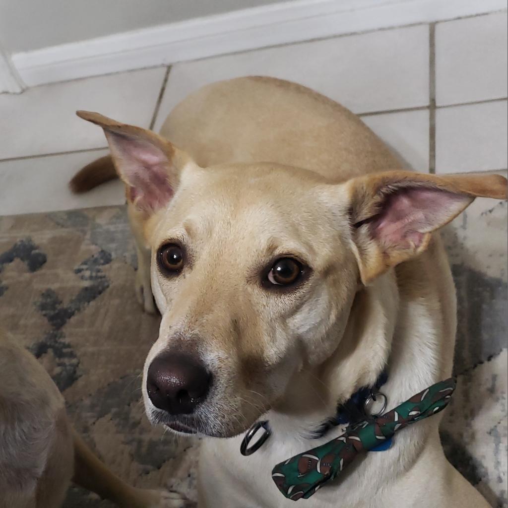 Dwight, an adoptable Labrador Retriever, Miniature Pinscher in Houston, TX, 77070 | Photo Image 6