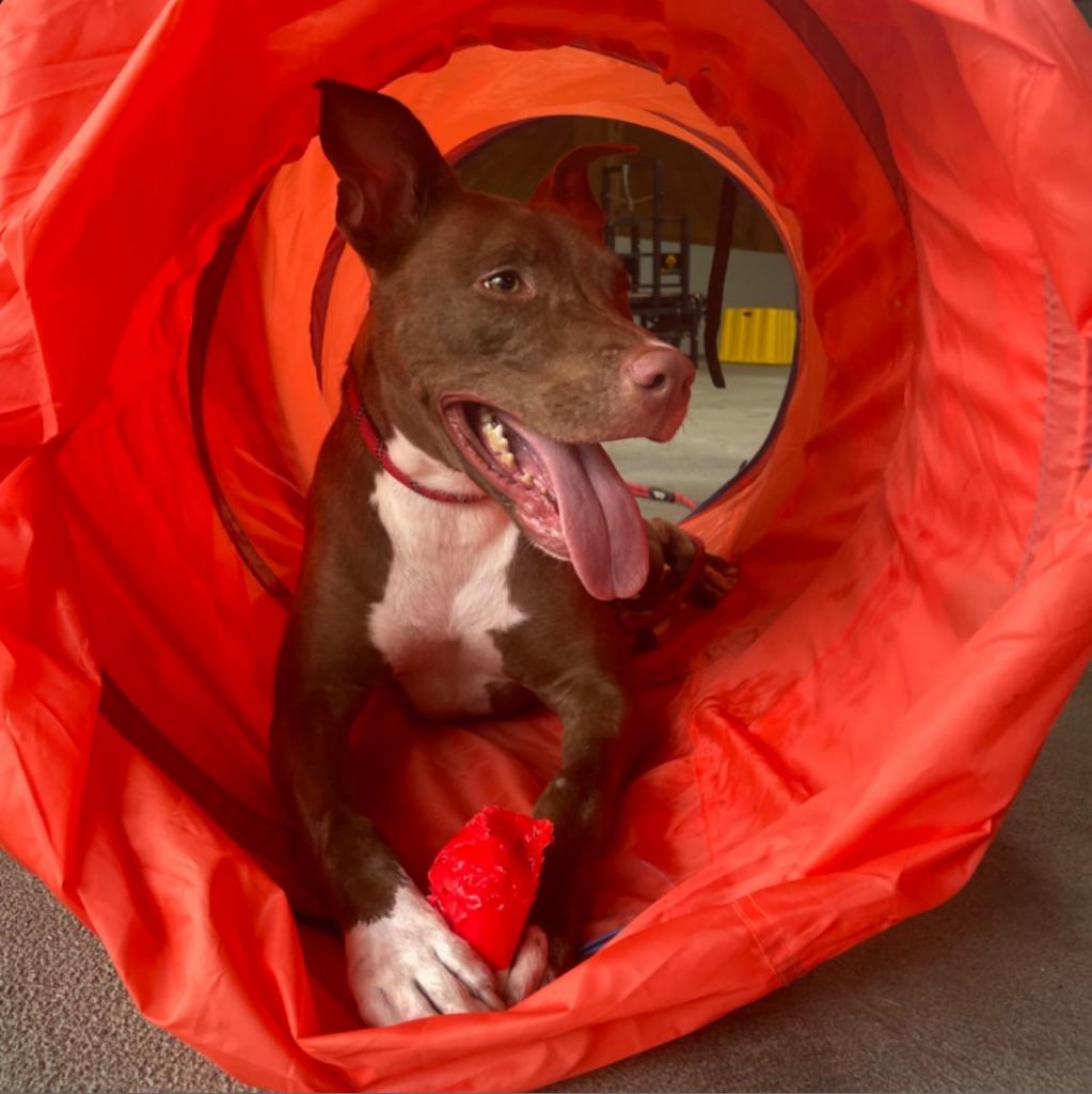 Apollo, an adoptable Pit Bull Terrier, Mixed Breed in Houston, TX, 77070 | Photo Image 1