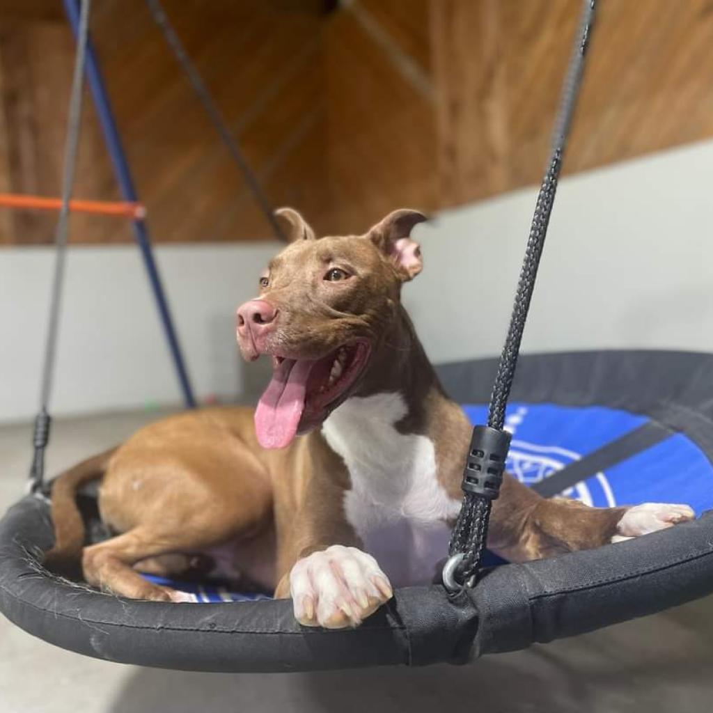 Apollo, an adoptable Pit Bull Terrier, Mixed Breed in Houston, TX, 77070 | Photo Image 2