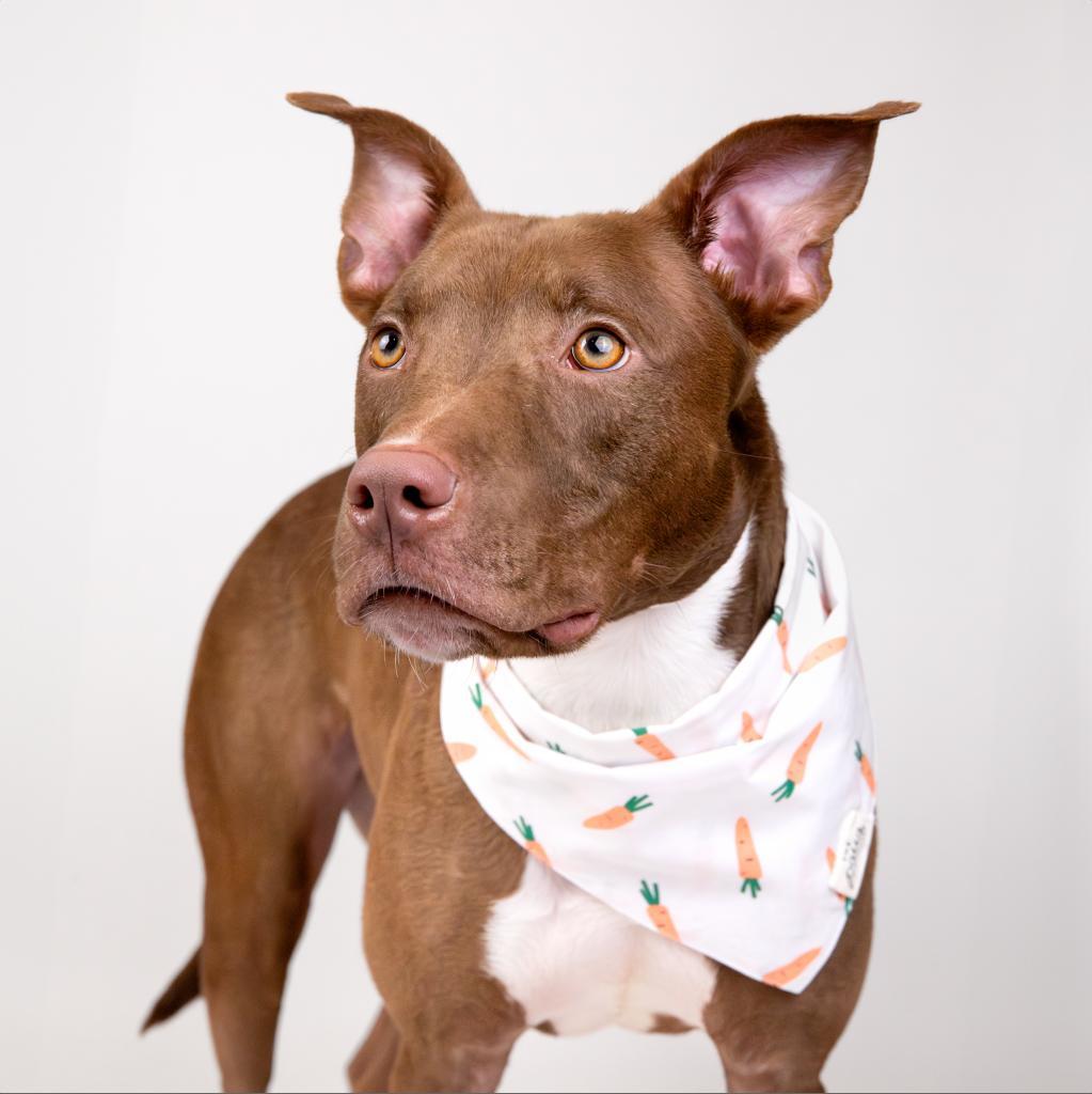 Apollo, an adoptable Pit Bull Terrier, Mixed Breed in Houston, TX, 77070 | Photo Image 3