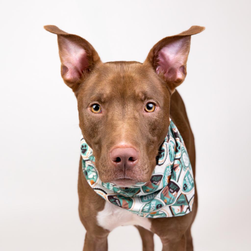 Apollo, an adoptable Pit Bull Terrier, Mixed Breed in Houston, TX, 77070 | Photo Image 4