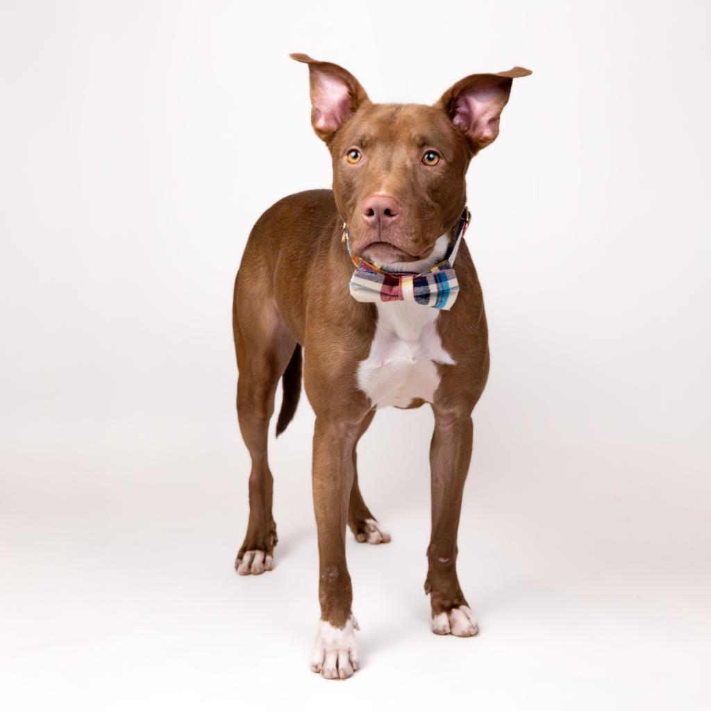 Apollo, an adoptable Pit Bull Terrier, Mixed Breed in Houston, TX, 77070 | Photo Image 5