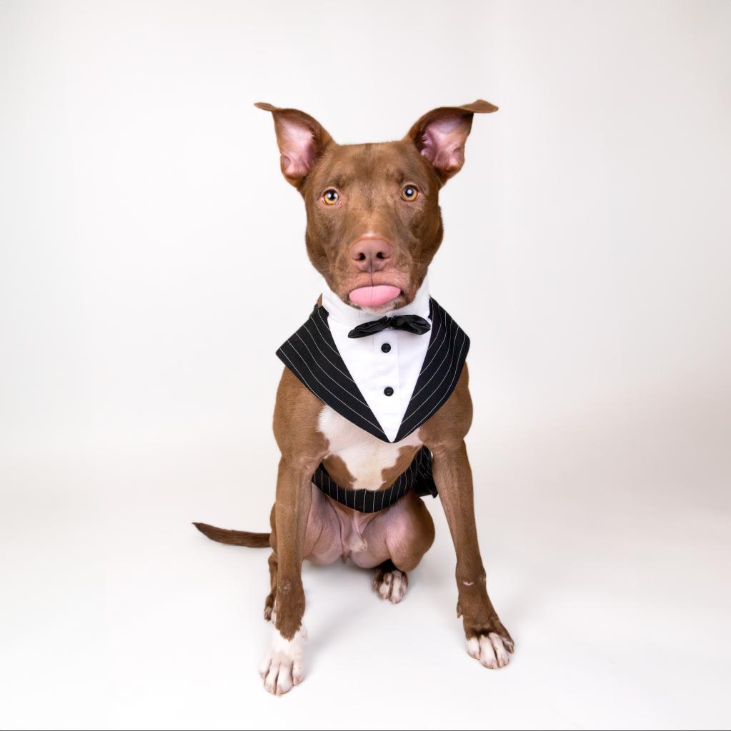 Apollo, an adoptable Pit Bull Terrier, Mixed Breed in Houston, TX, 77070 | Photo Image 6