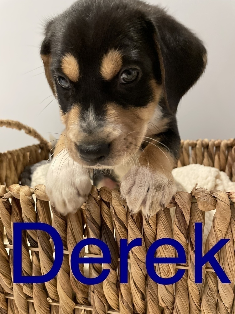 Greys Anatomy Crew Puppy - DEREK