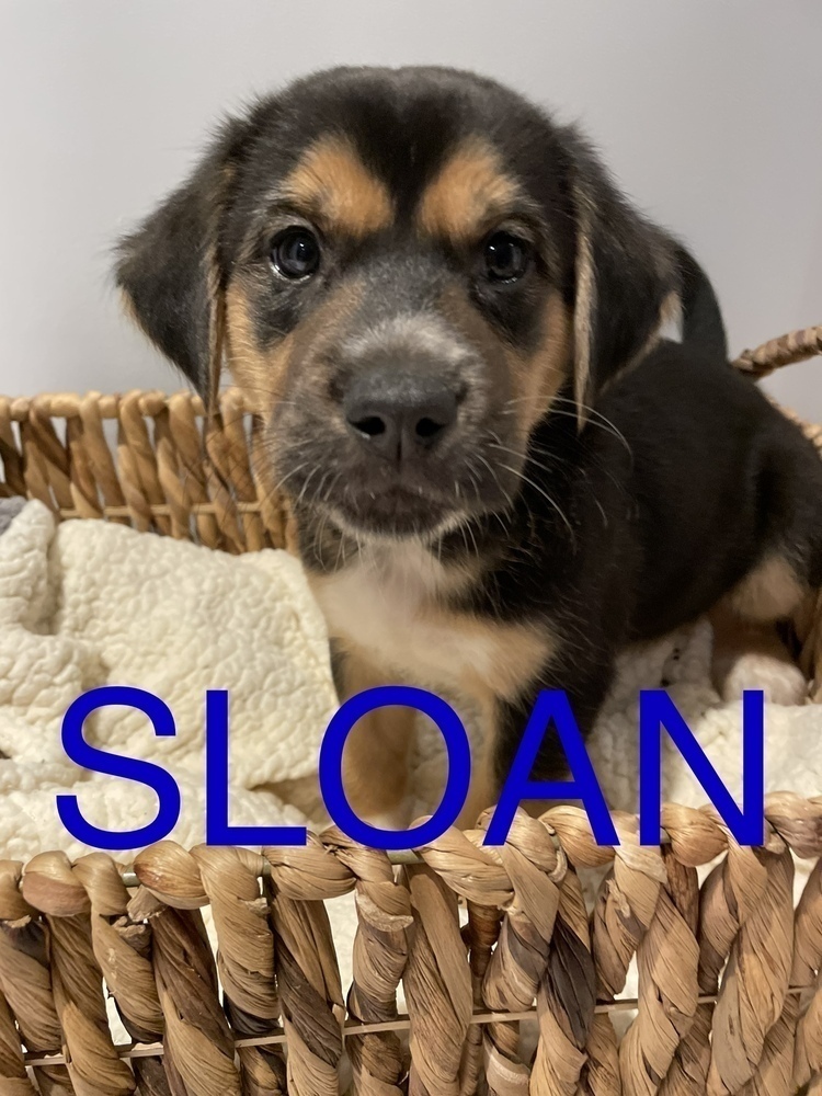 Greys Anatomy Crew Puppy - SLOAN