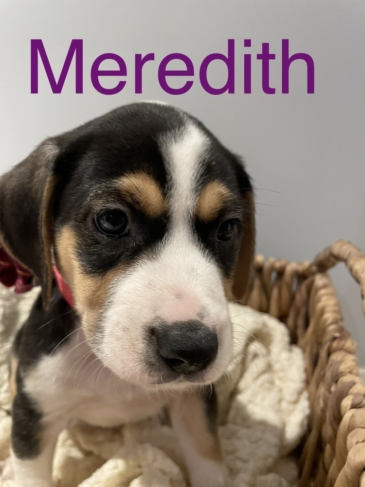 Greys Anatomy Crew Puppy - MEREDITH