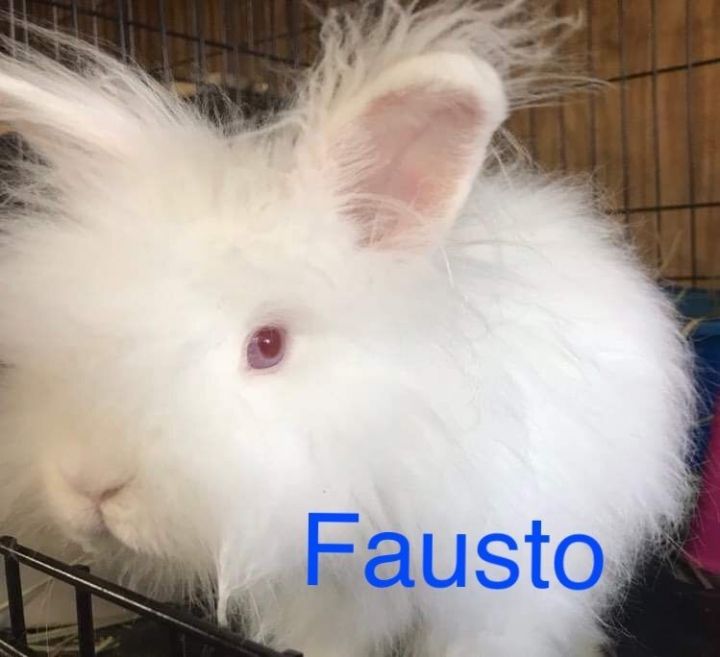 Fausto, an adopted Angora Rabbit & Dwarf Mix in San Antonio, TX_image-2