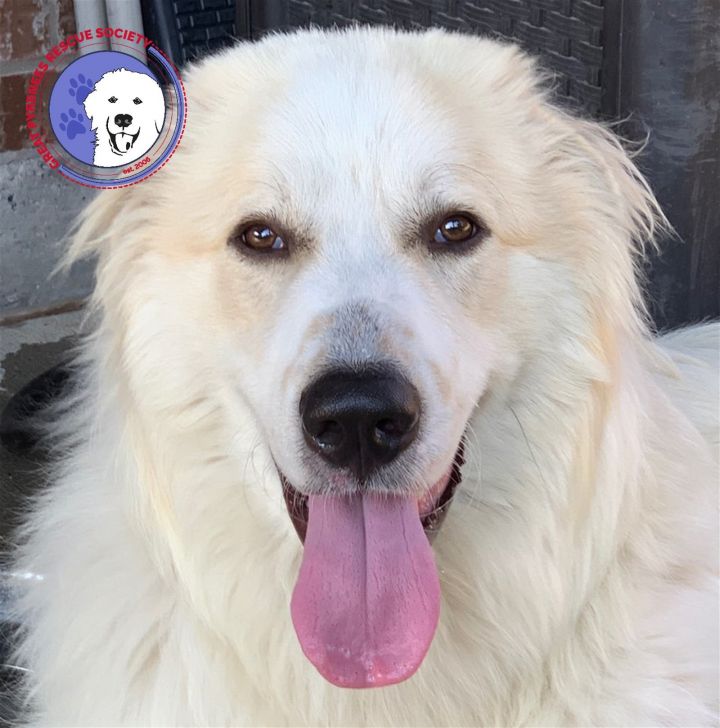 Petfinder store great pyrenees