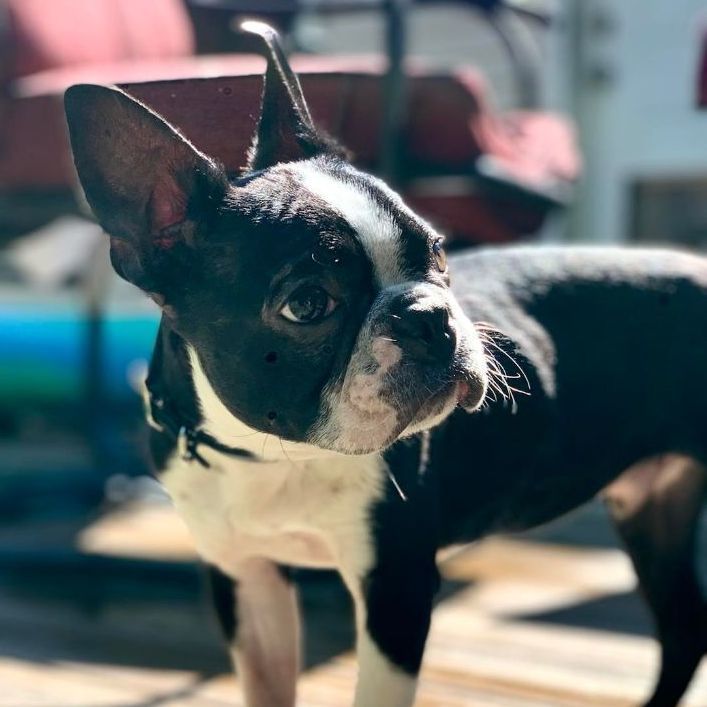 Shrimp the Boston Terrier